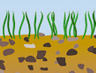 BasicNature Zeltheringe 20 cm 10 Stück
