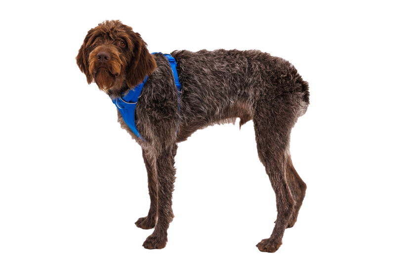 Ruffwear Front Range-Geschirr blue pool