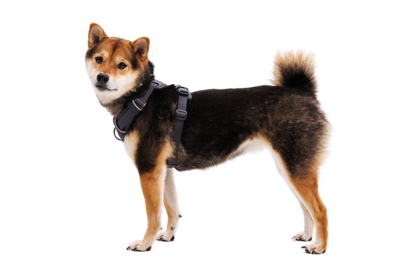Ruffwear Front Range-Geschirr, basalt gray