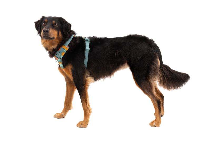 Ruffwear Front Range Ζώνη σκύλου, spring mountains