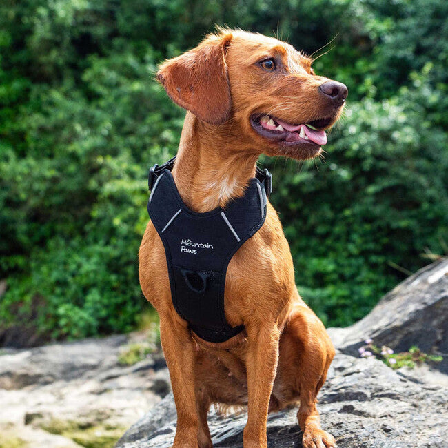 Mountain Paws Gepolstertes Hundegeschirr Hundegeschirr Medium, schwarz