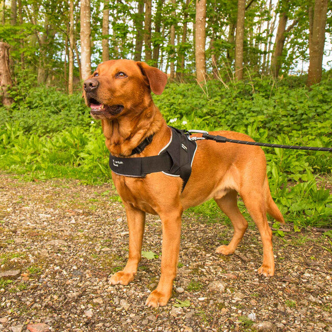 Mountain Paws Dog Harness, Small