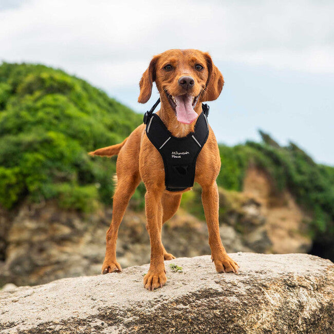 Mountain Paws Gepolstertes Hundegeschirr Hundegeschirr Medium, schwarz