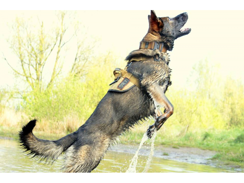 K9 Dornengeschirr Delta, brauner Kojote