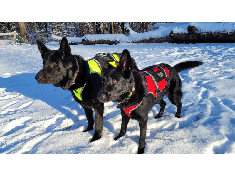 K9 Thorn One SS XL gurtzeug, rot