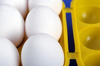 Coghlans CL Eierbehälter 6 Eier